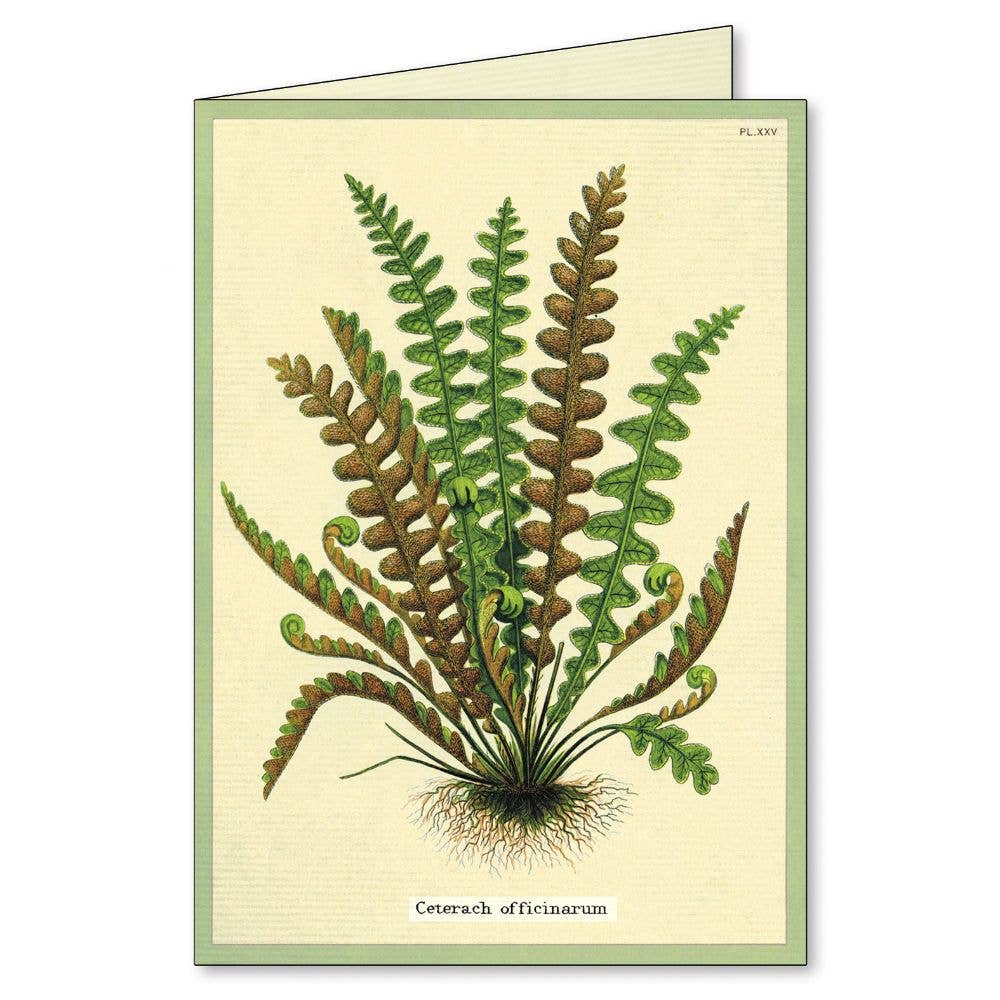Cavallini Boxed Notecards - Fern