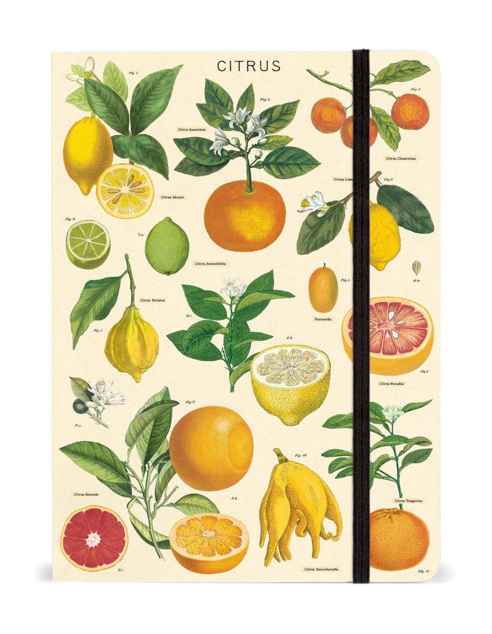 Cavallini Notebook Large – Citrus