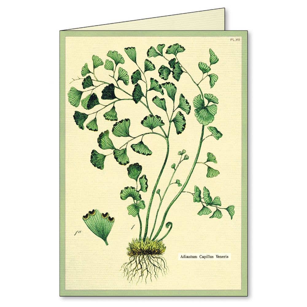 Cavallini Boxed Notecards - Fern