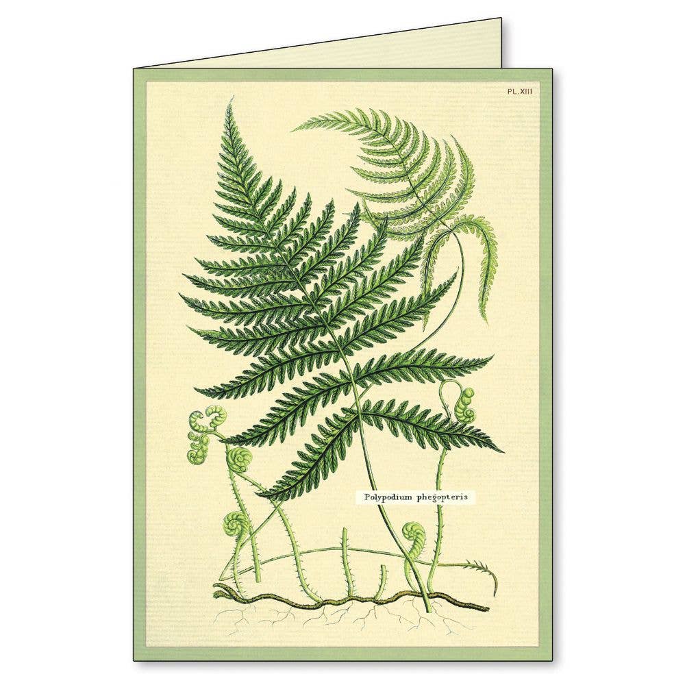Cavallini Boxed Notecards - Fern