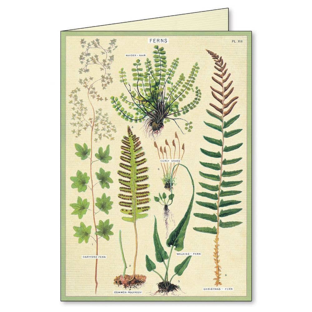 Cavallini Boxed Notecards - Fern